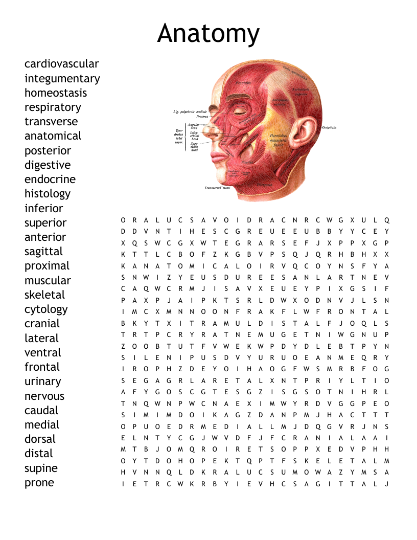 Anatomy Word Search Printable