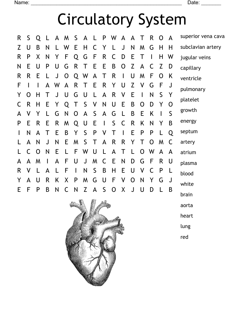 Circulatory Nervous System Word Search WordMint
