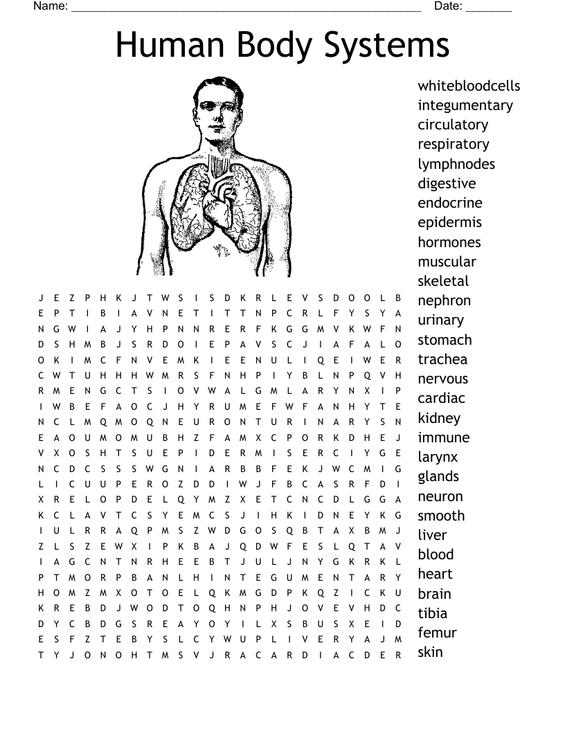 Anatomy Word Search Printable