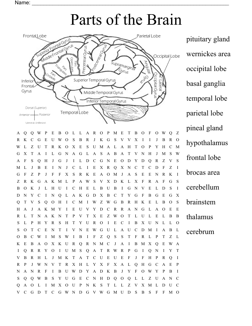 Brain Word Search Printable