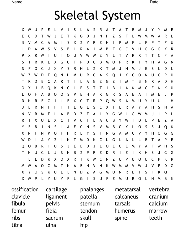 Skeletal System Word Search WordMint