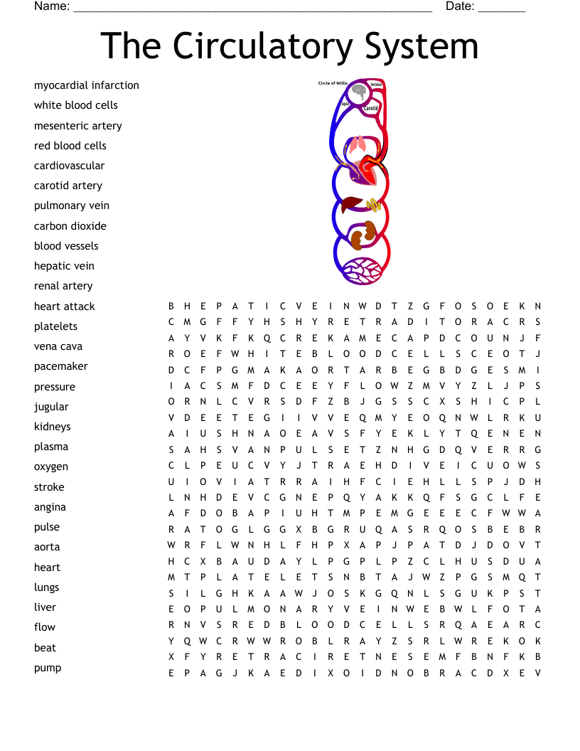 Circulatory System Word Search Printable